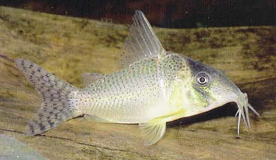Corydoras sp. C71